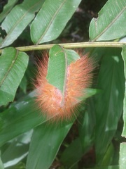 Megalopyge albicollis