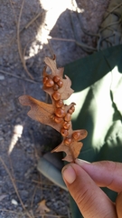 Xanthoteras eburneum