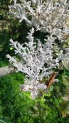 Cystotheca lanestris