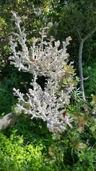 Cystotheca lanestris