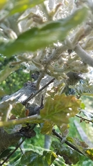 Cystotheca lanestris