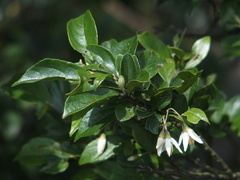 Styrax formosanus