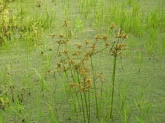 Cyperus imbricatus