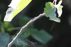 Ischnura cervula
