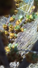 Hippophae rhamnoides