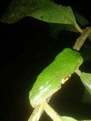 Callimedusa tomopterna