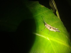 Xiphiola cyanoptera