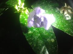 Brunfelsia grandiflora