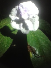 Brunfelsia grandiflora