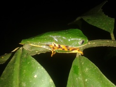 Callimedusa tomopterna