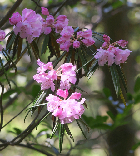 Rhododendron makinoi iNat (3)