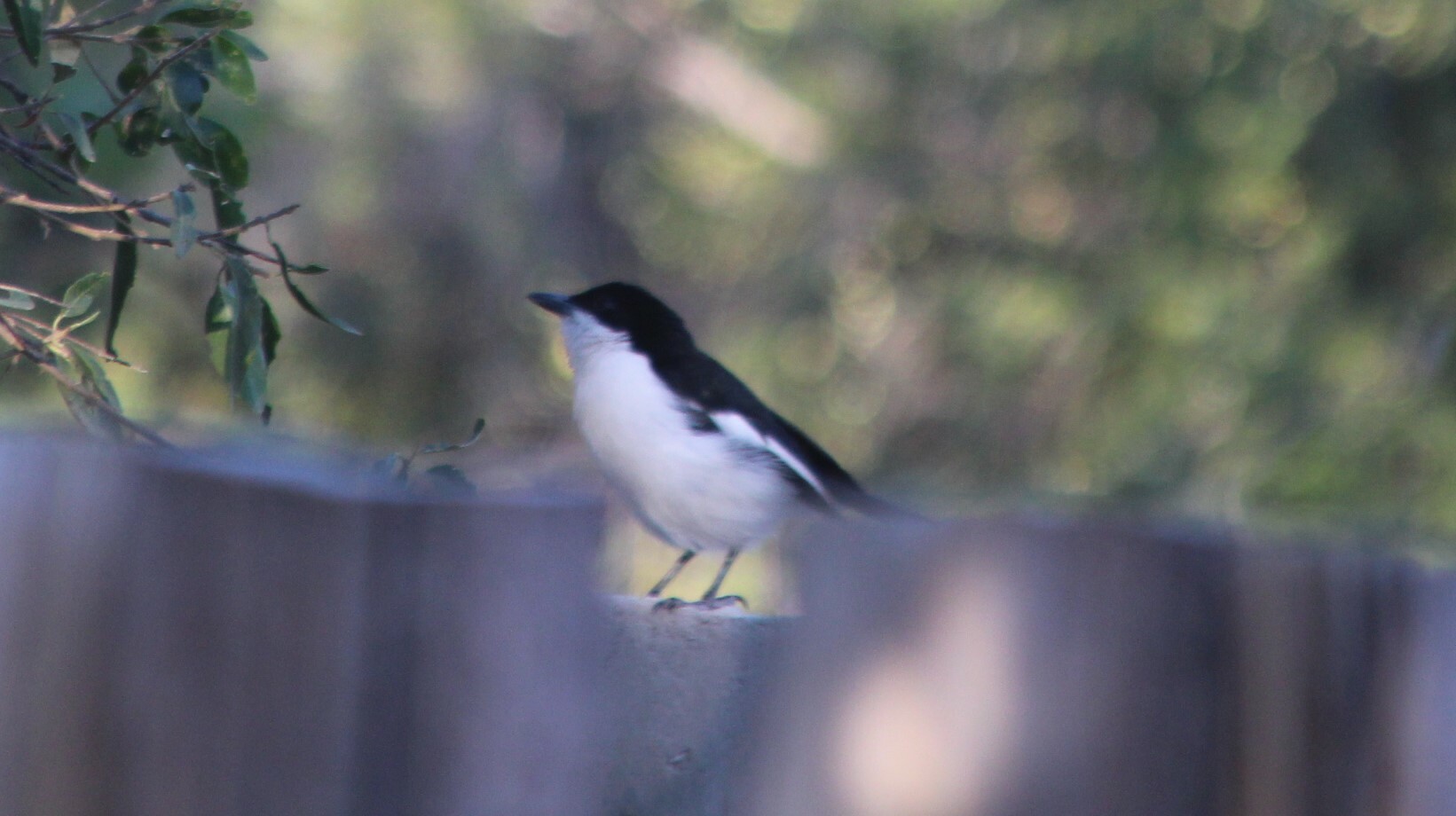 Swamp Boubou (Laniarius bicolor), photo 4