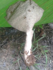 Angiopolybia
