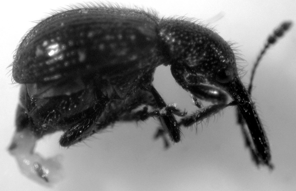 Coenorrhinophila