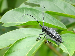 Anoplophora chinensis