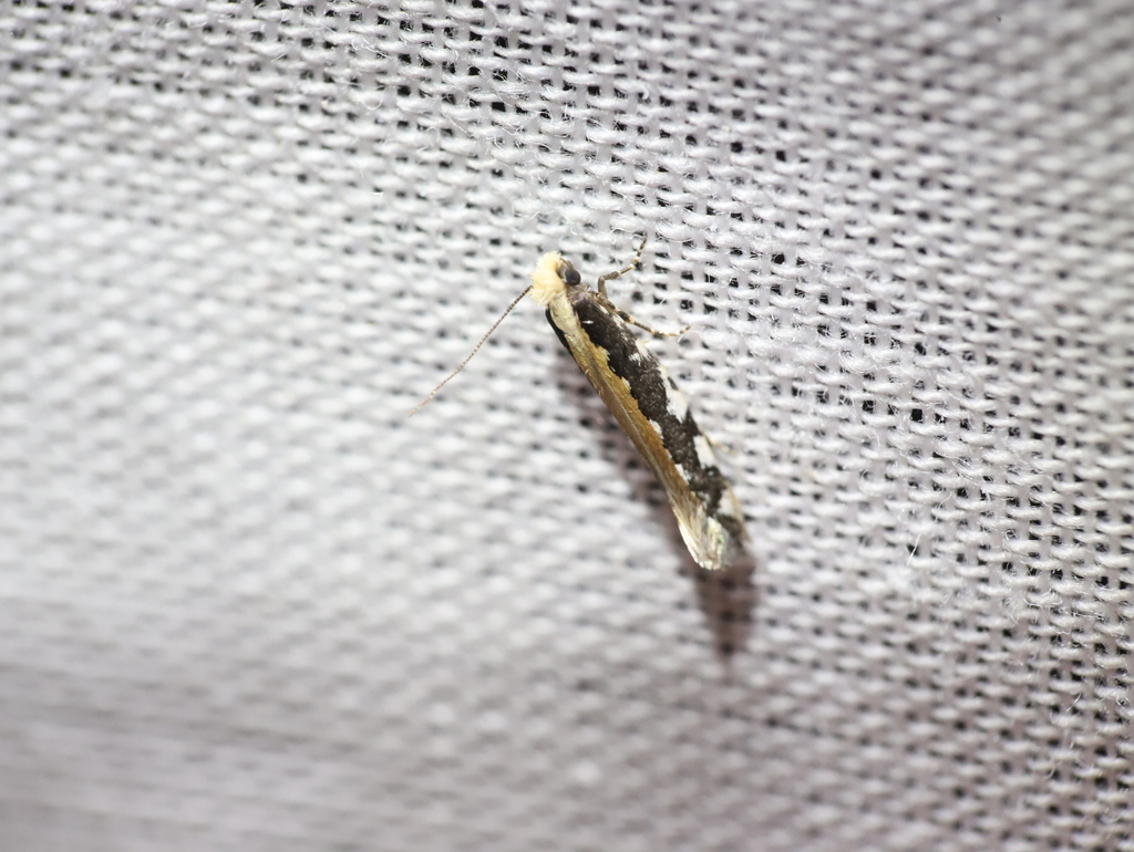 Ptyssoptera