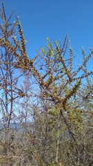 Hippophae rhamnoides