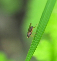 Scaptomyza graminum