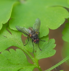 Macquartia grisea