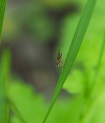 Scaptomyza graminum