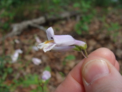 Penstemon laxiflorus