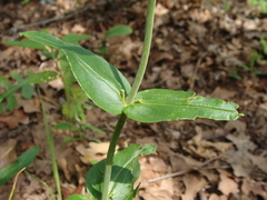 Penstemon laxiflorus