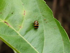 Cryptocephalus trifasciatus