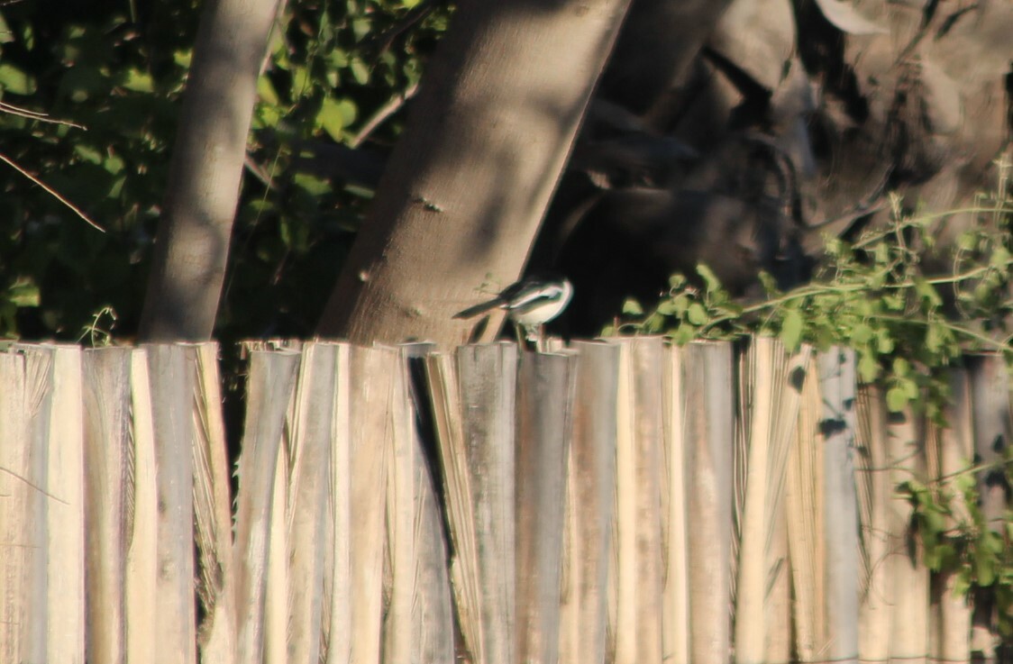 Swamp Boubou (Laniarius bicolor), photo 6