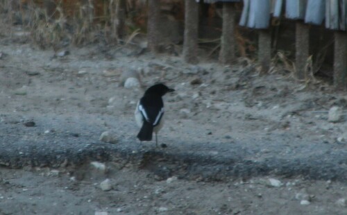 Swamp Boubou (Laniarius bicolor), photo 5