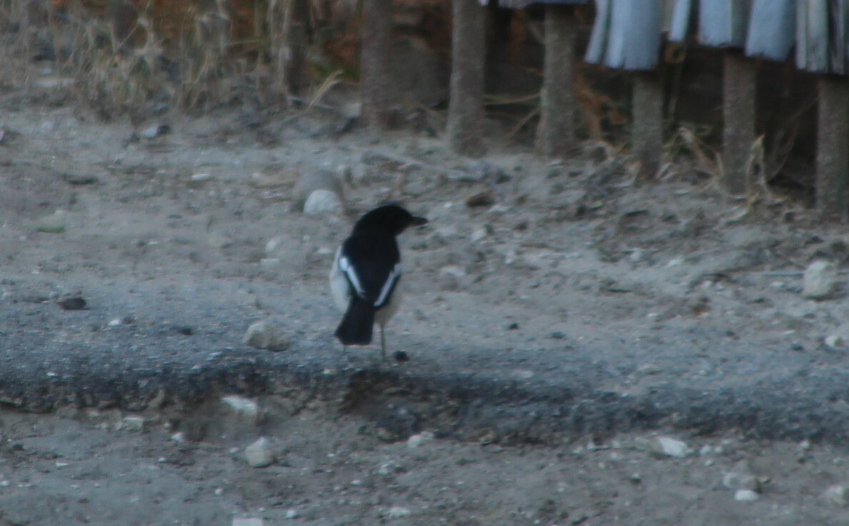 Swamp Boubou (Laniarius bicolor), photo 5