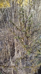Hippophae rhamnoides
