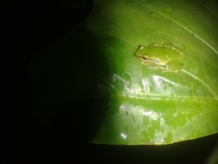 Pristimantis omeviridis