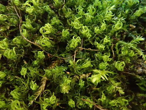 Narrow-fruited Crisp-moss (Chionoloma tenuirostre)