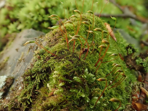 Image of Homomallium incurvatum by (c) Christian Berg, some rights reserved (CC BY)