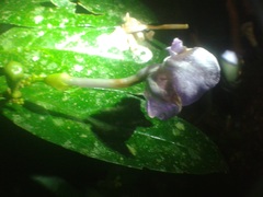 Brunfelsia grandiflora