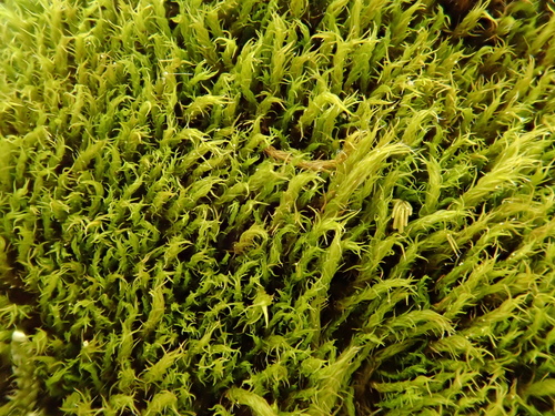 Image of Grimmia hartmanii by (c) Christian Berg, some rights reserved (CC BY)