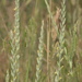 Western Wheatgrass - Photo (c) Carolannie--slow return, some rights reserved (CC BY-NC-ND)