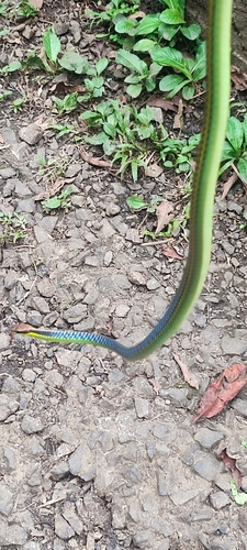 Underwood's Bronzeback