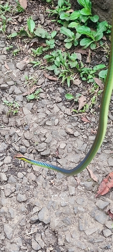 Underwood's Bronzeback