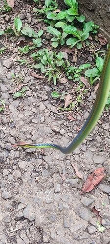 Underwood's Bronzeback