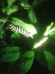 Methona confusa confusa