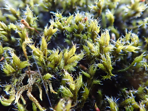 Image of Racomitrium affine by (c) Christian Berg, some rights reserved (CC BY)
