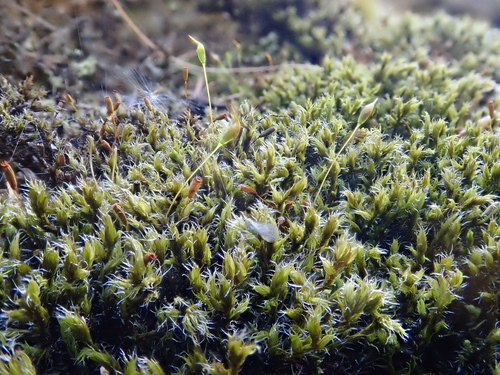 Lesser Fringe-moss (Racomitrium affine)