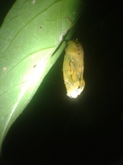 Methona confusa confusa