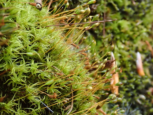 Cynodontium polycarpon observed 2024-04-27