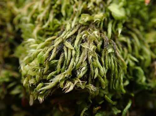 Image of Pterigynandrum filiforme by (c) Christian Berg, some rights reserved (CC BY)