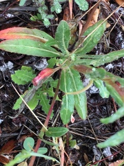 Camissoniopsis confusa