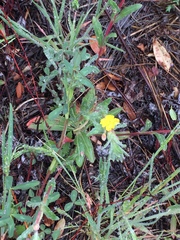 Camissoniopsis confusa