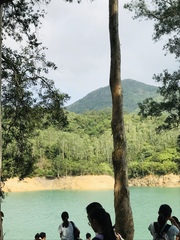 Daphniphyllum calycinum