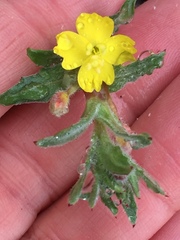 Camissoniopsis confusa